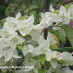 Bougainvillea 'RIJNSTAR White' - 