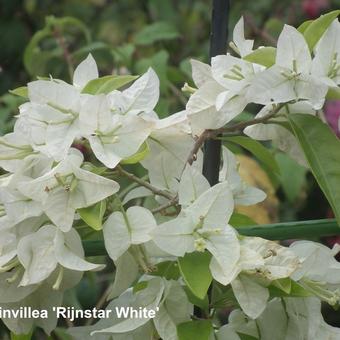 Bougainvillea 'RIJNSTAR White'