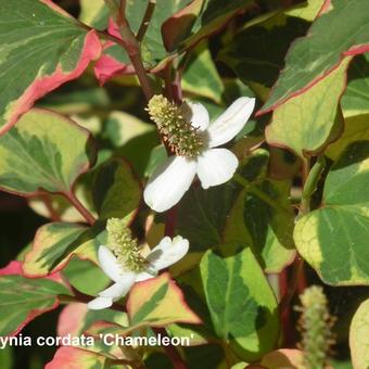 Houttuynia cordata 'Chameleon'