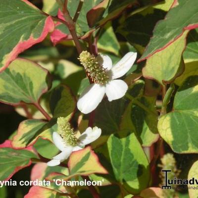 Houttuynia cordata 'Chameleon'