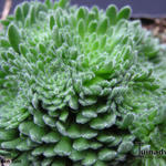 Sedum pilosum - 