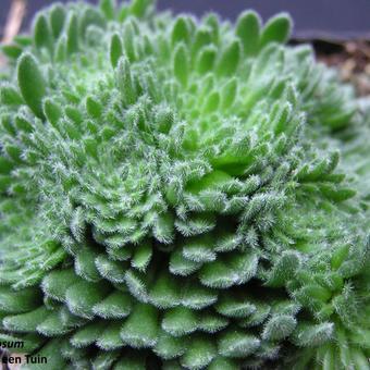 Sedum pilosum