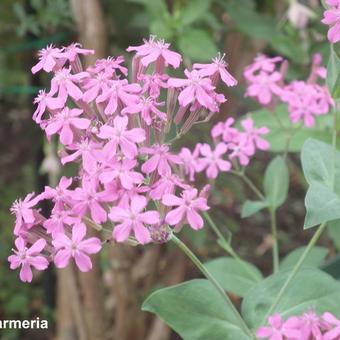 Silene armeria