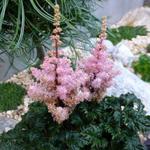 Astilbe x crispa 'Lilliput' - 