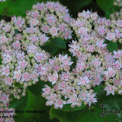 Sedum telephium 'Joyce Henderson' - 