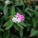 Spiraea japonica 'Genpei' - 