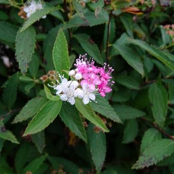 Spiraea japonica 'Genpei'