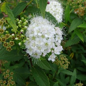 Spiraea japonica 'Genpei'