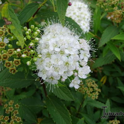 Spiraea japonica 'Genpei' - Spiraea japonica 'Genpei'