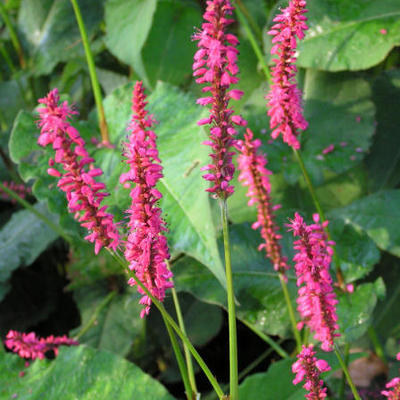 Persicaria amplexicaulis 'Firedance' - Persicaria amplexicaulis 'Firedance'