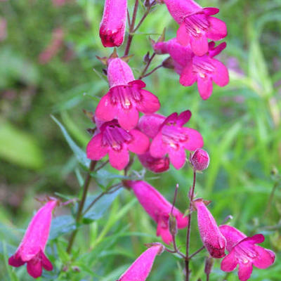 Penstemon 'Andenken an Friedrich Hahn' - Penstemon 'Andenken an Friedrich Hahn'