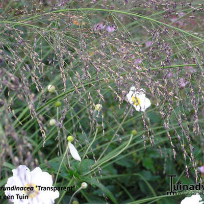 Molinia caerulea subsp. arundinacea 'Transparent'