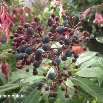 Fuchsia paniculata