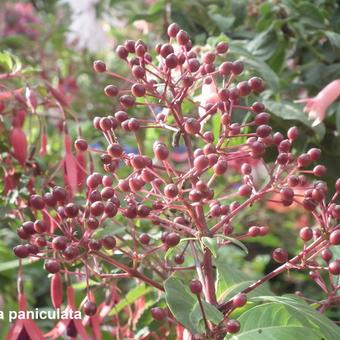 Fuchsia paniculata