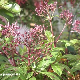 Fuchsia paniculata