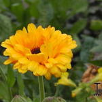 Calendula arvensis - Acker-Ringelblume