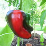 Capsicum annuum 'Reina F1' - 