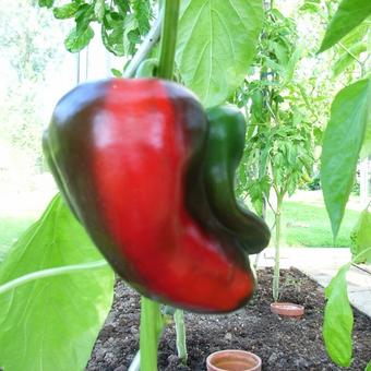 Capsicum annuum 'Reina F1'