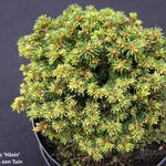 Picea abies 'Häsin' - 