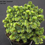 Picea pungens 'Mrs Cesarini' - 