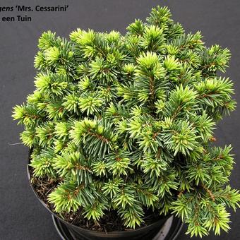 Picea pungens 'Mrs Cesarini'