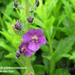 Verbascum wiedemannianum - 