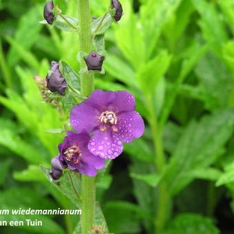 Verbascum wiedemannianum