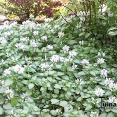 Lamium maculatum 'White Nancy'