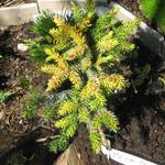 Picea omorika 'Pévé Tijn' - 