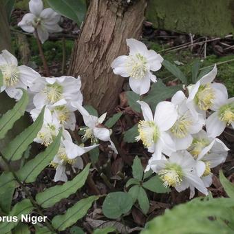 Helleborus