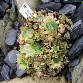 Orostachys spinosa