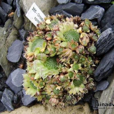 Orostachys spinosa - 