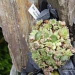 Orostachys thyrsiflora  - 