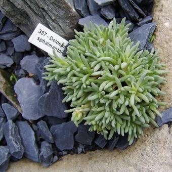 Delosperma sphalmantoides