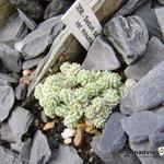 Sedum dasyphyllum subsp. dasyphyllum var. mesatlanticum - 