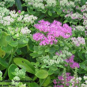 Sedum spectabile 'Septemberglut'