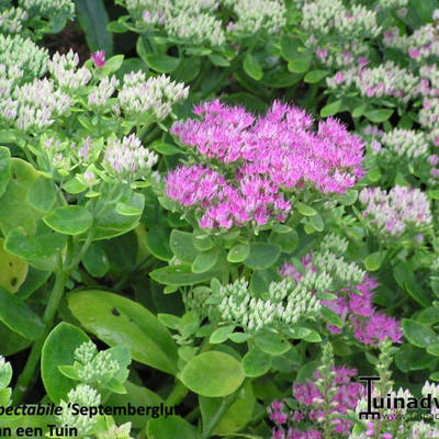 Sedum spectabile 'Septemberglut' - 