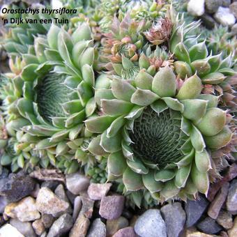 Orostachys thyrsiflora