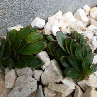 Epilobium crassum