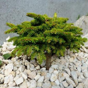 Picea orientalis 'Professor Langner'