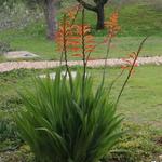 Chasmanthe floribunda - 