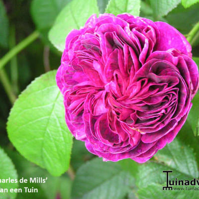 Rosa 'Charles de Mills' - 