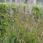 Miscanthus sinensis 'Samurai' - 