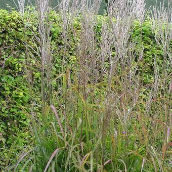 Miscanthus sinensis 'Samurai'