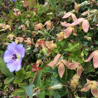 Clematis 'I am Red Robin'