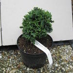 Chamaecyparis lawsoniana 'Brégéon' - 