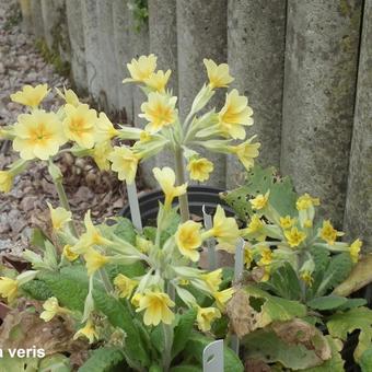 Primula veris