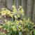 Primula veris