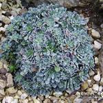 Saxifraga callosa - 