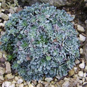 Saxifraga callosa